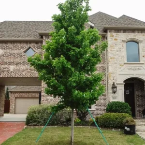 Brandywine Maple Live Tree – 1-2 ft Tall, Quart Pot – Deciduous Shade Tree – Outdoor - Image 7