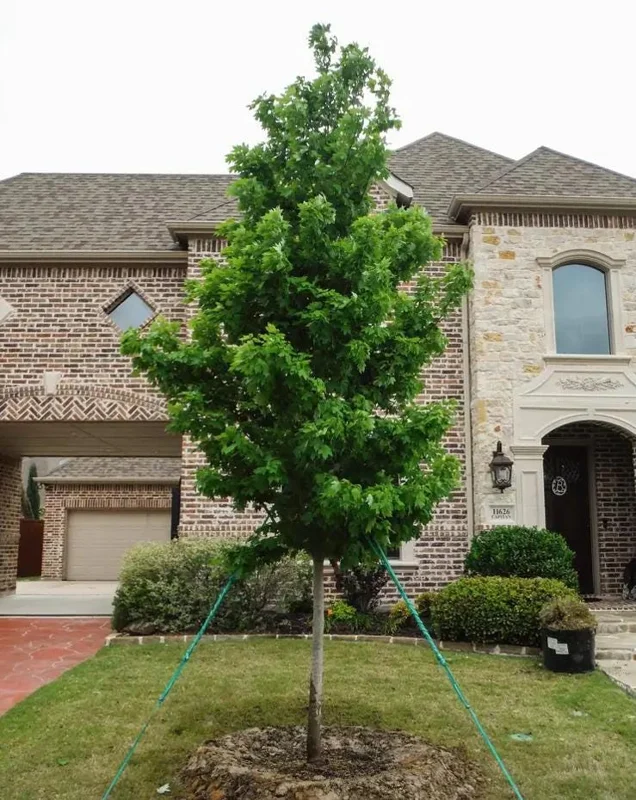 Brandywine Maple Live Tree – 1-2 ft Tall, Quart Pot – Deciduous Shade Tree – Outdoor - Image 7