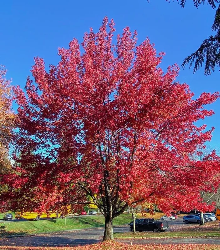 Brandywine Maple Live Tree – 1-2 ft Tall, Quart Pot – Deciduous Shade Tree – Outdoor - Image 8