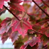 Brandywine Maple Live Tree – 1-2 ft Tall, Quart Pot – Deciduous Shade Tree – Outdoor - Image 1