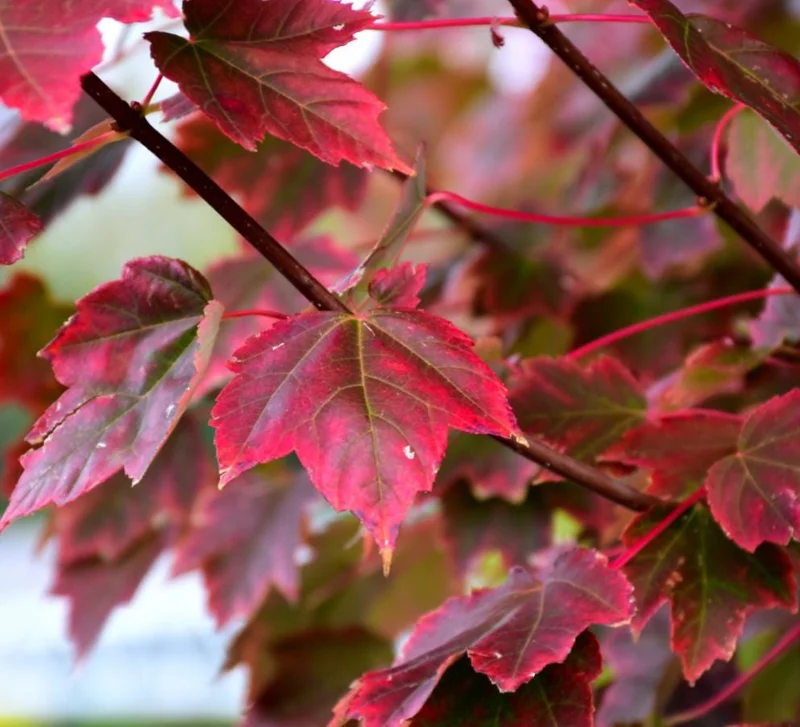 Brandywine Maple Live Tree – 1-2 ft Tall, Quart Pot – Deciduous Shade Tree – Outdoor - Image 1