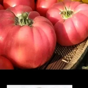 Brandywine Pink Heirloom Tomato Seeds - 25 Organic Seeds for Large Tomatoes - Image 5