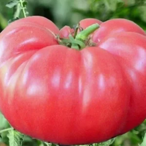 Brandywine Tomato Seeds Mix - 40 Seeds, Red, Yellow, Pink, Black, Heirloom, Annual - Image 1