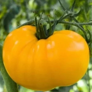 Brandywine Tomato Seeds Mix - 40 Seeds, Red, Yellow, Pink, Black, Heirloom, Annual - Image 4