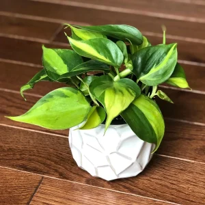 Brasil Philodendron Cuttings & Nursery Pots - Live Houseplant for Low Light - Image 3