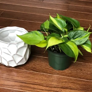 Brasil Philodendron Cuttings & Nursery Pots - Live Houseplant for Low Light - Image 4