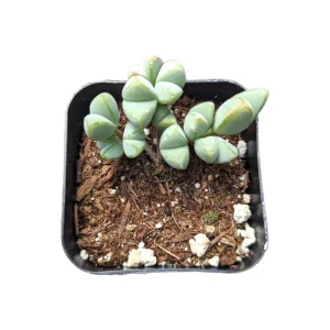 Braunsia Maximiliani Succulent Plant - Live, Drought-Tolerant, Easy Care - Image 2