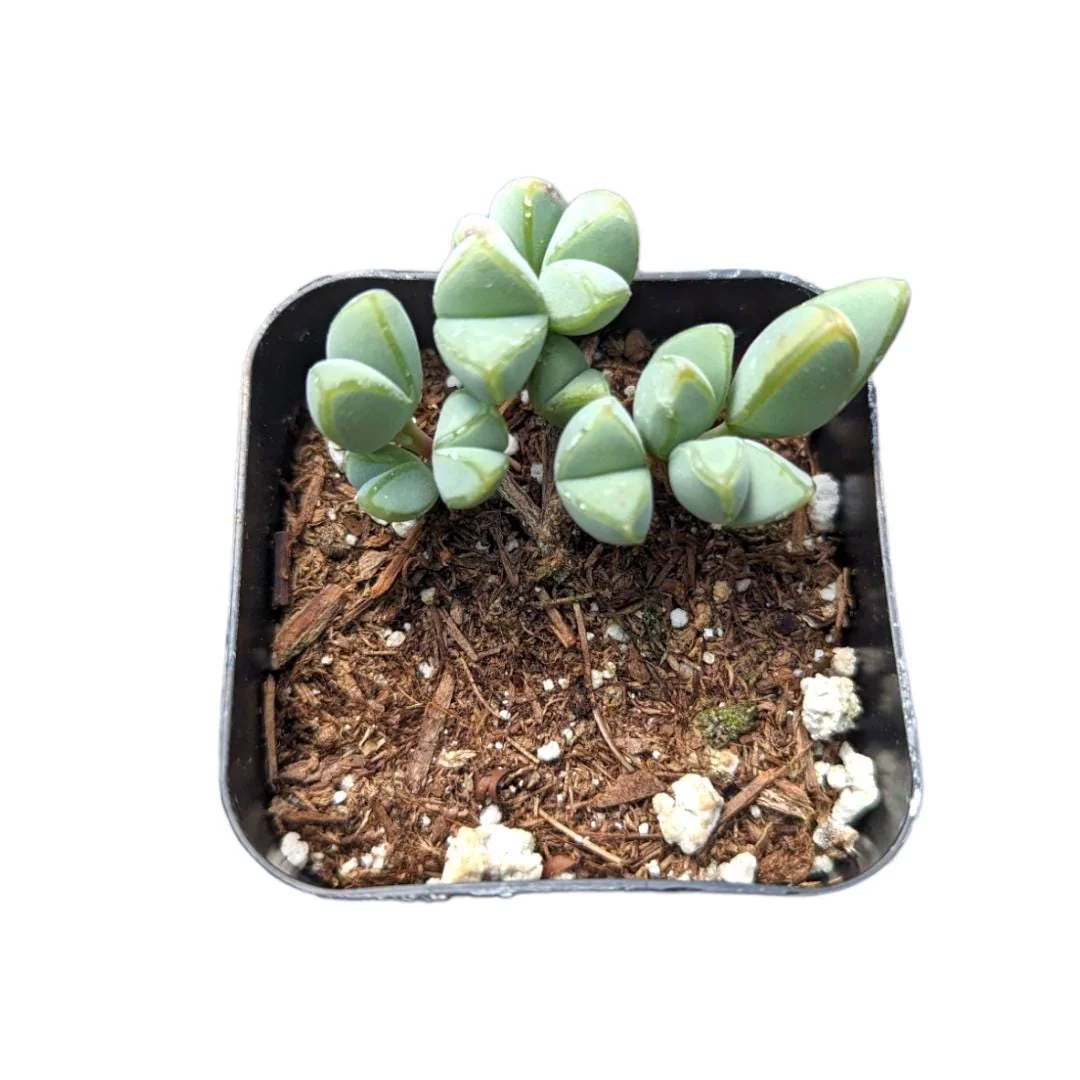 Braunsia Maximiliani Succulent Plant - Live, Drought-Tolerant, Easy Care - Image 1