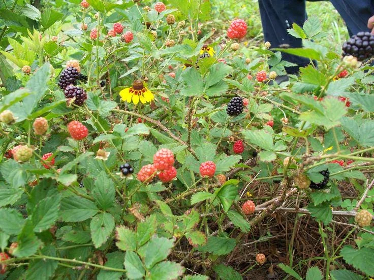 Brazos Blackberry Live Plant – Starter Plug – Rubus fruticosus – USDA Zones 5-10 - Image 4