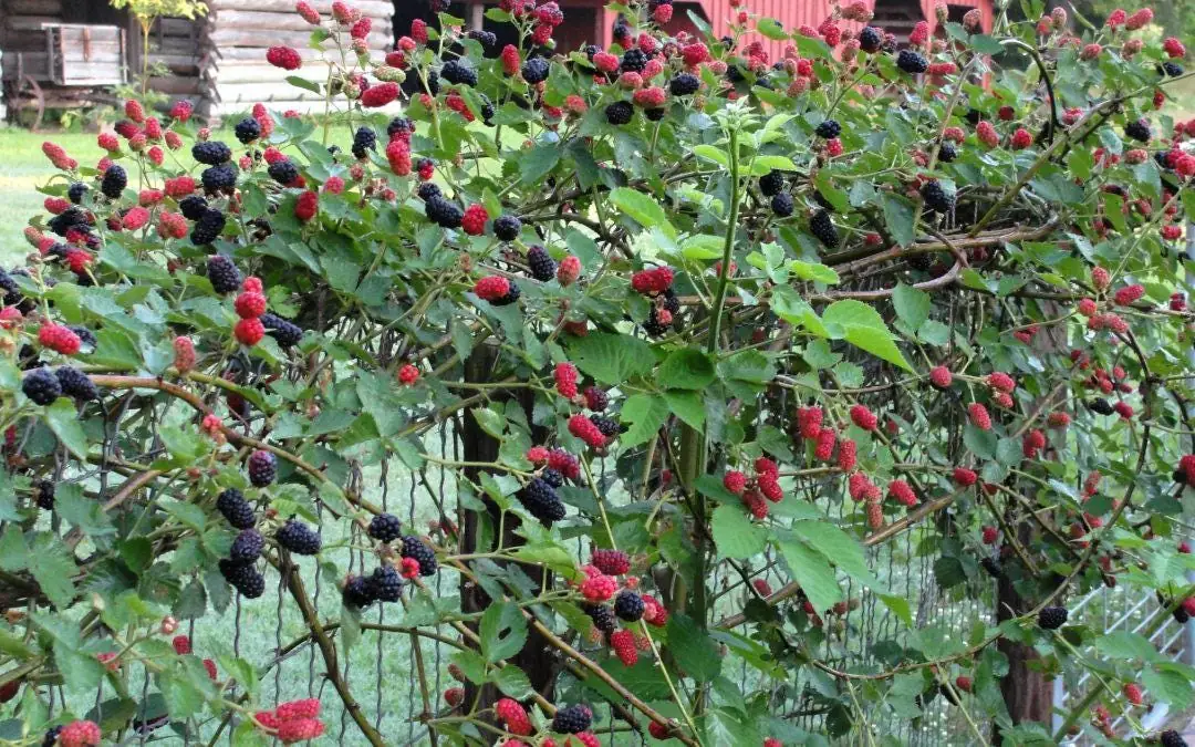 Brazos Blackberry Live Plant – Starter Plug – Rubus fruticosus – USDA Zones 5-10 - Image 7