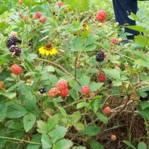 Brazos Blackberry Live Plant – Starter Plug – Rubus fruticosus – USDA Zones 5-10 - Image 8