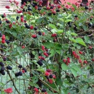 Brazos Blackberry Starter Plug - Rubus fruticosus - Live Plant - USDA Zones 5-10 - Image 7