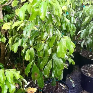 Brewster Lychee Tree Live Plant – 3ft Tall Tropical Fruit Tree – Outdoor – Potted - Image 4