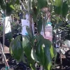 Brewster Lychee Tree Live Plant - Airlayered - 2-3 Feet Tall - Ships in 3 Gallon Pot - Image 1
