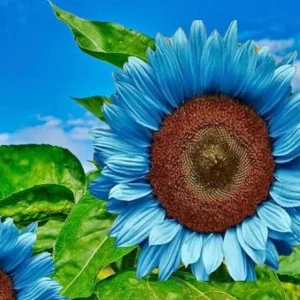 Bright Blue Sunflower Seeds - 50+ Pack - Fast Growing Annual for Garden - Image 2