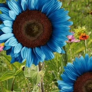 Bright Blue Sunflower Seeds - 50+ Pack - Fast Growing Annual for Garden - Image 3
