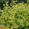 Brilliantina Abelia Live Plant – 4 inch Pot – Vibrant Foliage Shrub - Image 1