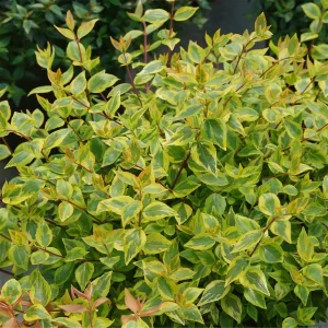 Brilliantina Abelia Live Plant – 4 inch Pot – Vibrant Foliage Shrub - Image 1