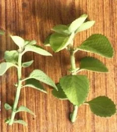 Broad Leaf Thyme Live Plant – Organic Ajwain Herb – Spanish Thyme - Image 2