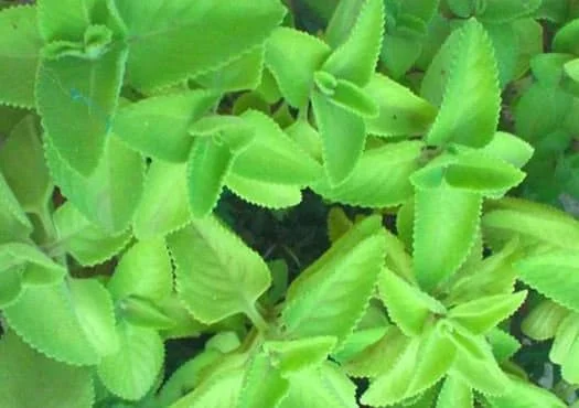 Broad Leaf Thyme Live Plant – Organic Ajwain Herb – Spanish Thyme - Image 3