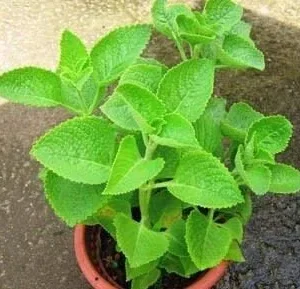 Broad Leaf Thyme Live Plant – Organic Ajwain Herb – Spanish Thyme - Image 4