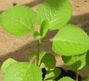 Broad Leaf Thyme Live Plant – Organic Ajwain Herb – Spanish Thyme - Image 1