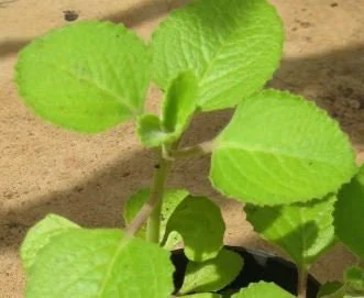 Broad Leaf Thyme Live Plant – Organic Ajwain Herb – Spanish Thyme - Image 1