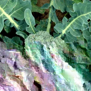 Broccoli Hancock Seeds - 500 Count Vegetable Seeds for Outdoor Planting - Image 2