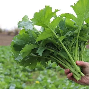 Broccoli Raab Spring Rapini Seeds – 500 Seed Pack – Vegetable Seeds – Outdoor - Image 2