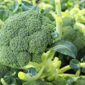 Broccoli Tasty GL Seeds - 500 Count Vegetable Seeds for Home Gardens - Image 3
