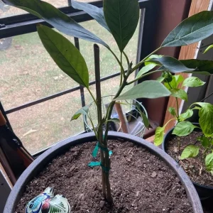 Brogdon Avocado Tree Live Plant - 1 ft Tall Grafted in 6-inch Pot - Image 2