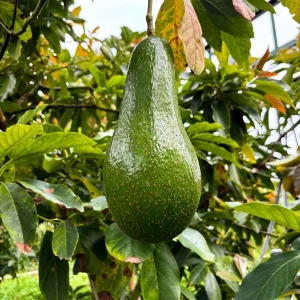 Brogdon Avocado Tree Live Plant - 1 ft Tall Grafted in 6-inch Pot - Image 1
