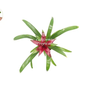 Bromeliad Live Plant - 4 inch Pot - Tropical Houseplant for Indoor Decor - Image 10