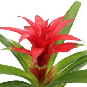 Bromeliad Live Plant - 4 inch Pot - Tropical Houseplant for Indoor Decor - Image 2