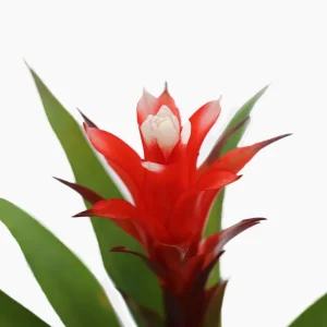 Bromeliad Live Plant - 4 inch Pot - Tropical Houseplant for Indoor Decor - Image 3