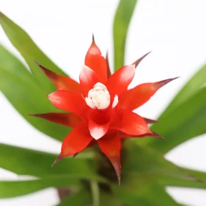Bromeliad Live Plant - 4 inch Pot - Tropical Houseplant for Indoor Decor - Image 4