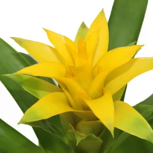 Bromeliad Live Plant - 4 inch Pot - Tropical Houseplant for Indoor Decor - Image 8