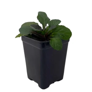 Bronze Beauty Ajuga Live Plant – Carpet Bugle – 2.5