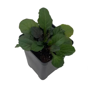 Bronze Beauty Ajuga Live Plant – Carpet Bugle – 2.5