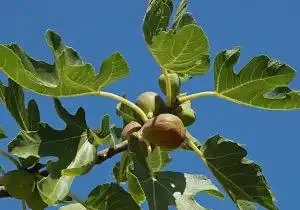 Brown Turkey Fig Dwarf Live Plant - Edible Fruit Tree for Patio & Garden - Image 2