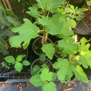 Brown Turkey Fig Dwarf Live Plant - Edible Fruit Tree for Patio & Garden - Image 5