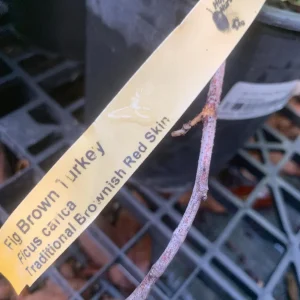 Brown Turkey Fig Dwarf Live Plant – Edible Fruit Tree – Heavy Producer - Image 6