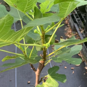 Brown Turkey Fig Dwarf Live Plant – Edible Fruit Tree – Heavy Producer - Image 7
