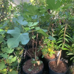 Brown Turkey Fig Dwarf Live Plant - Edible Fruit Tree for Patio & Garden - Image 8