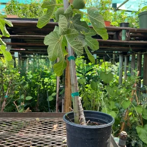 Brown Turkey Fig Live Plant – 1-2ft Tall Fruit Tree in 6 inch Pot – Outdoor Edible Garden - Image 2