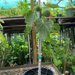 Brown Turkey Fig Live Plant – 1-2ft Tall Fruit Tree in 6 inch Pot – Outdoor Edible Garden - Image 3