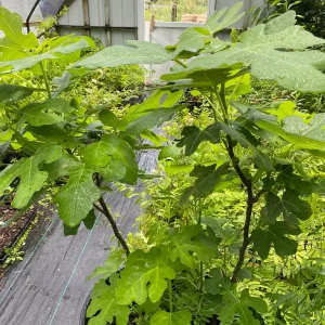 Brown Turkey Fig Tree Live Plant – 4 inch Pot – Sweet Edible Fruit - Image 2