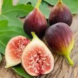 Brown Turkey Fig Tree Live Plant - Ficus Carica Fruiting Perennial Starter - Image 6