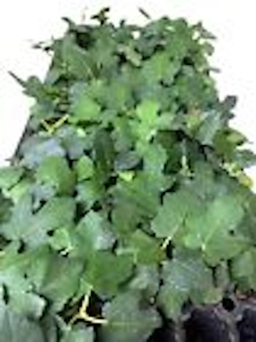 Brown Turkey Fig Tree Starter Plug - Live Fruit Plant - Ficus Carica - Edible - Image 2