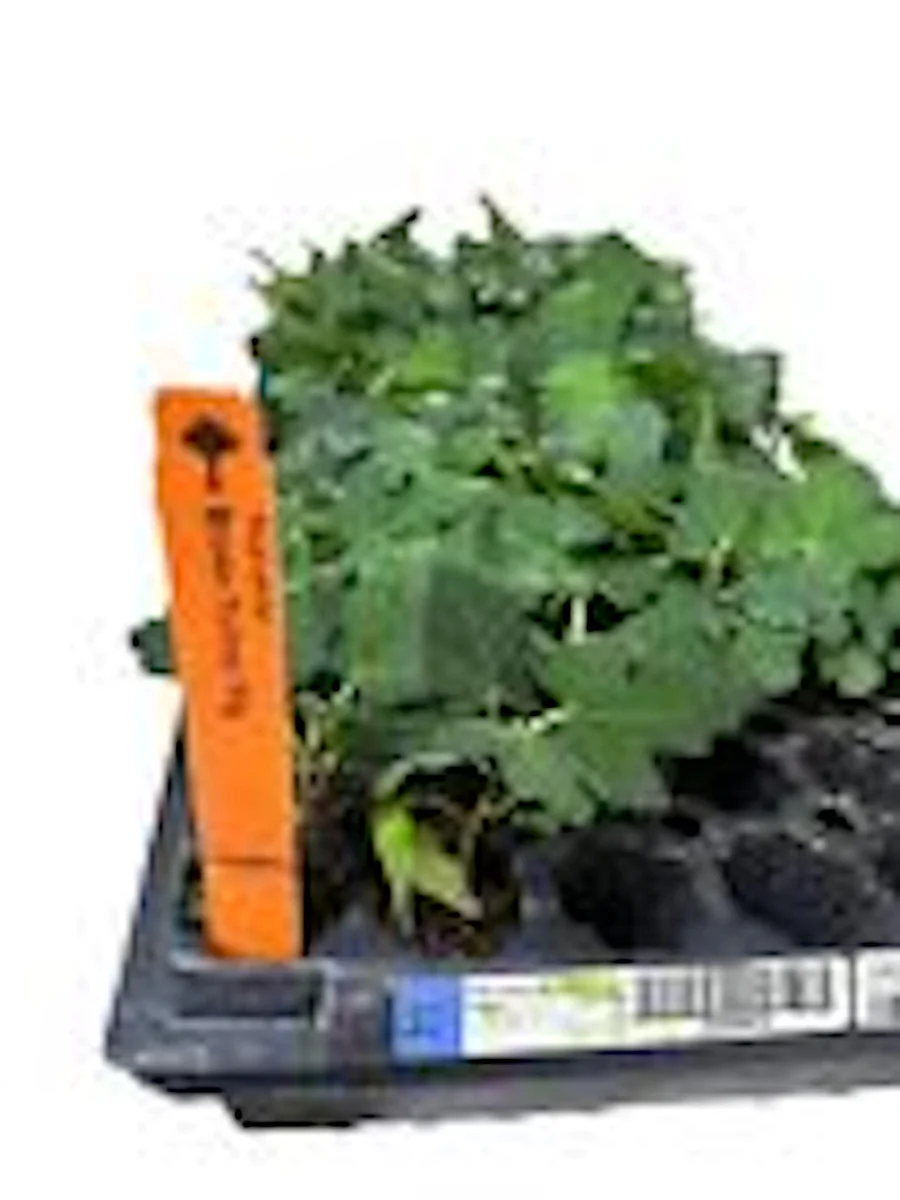 Brown Turkey Fig Tree Starter Plug - Live Fruit Plant - Ficus Carica - Edible - Image 3
